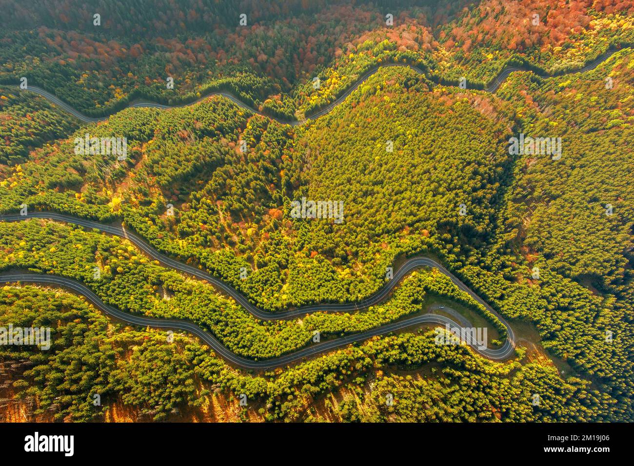 Strada curva attraverso la foresta autunnale Foto Stock