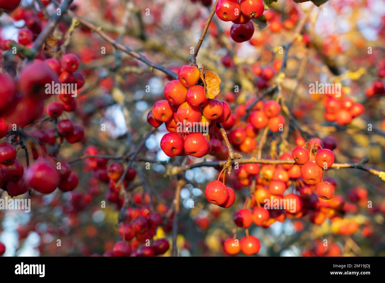 Primo piano su un mazzo di bacche rosse su un Malus robusta Red Sentinel - Crab Apple Tree, che cresce nel mese di dicembre nel Berkshire, Inghilterra Foto Stock