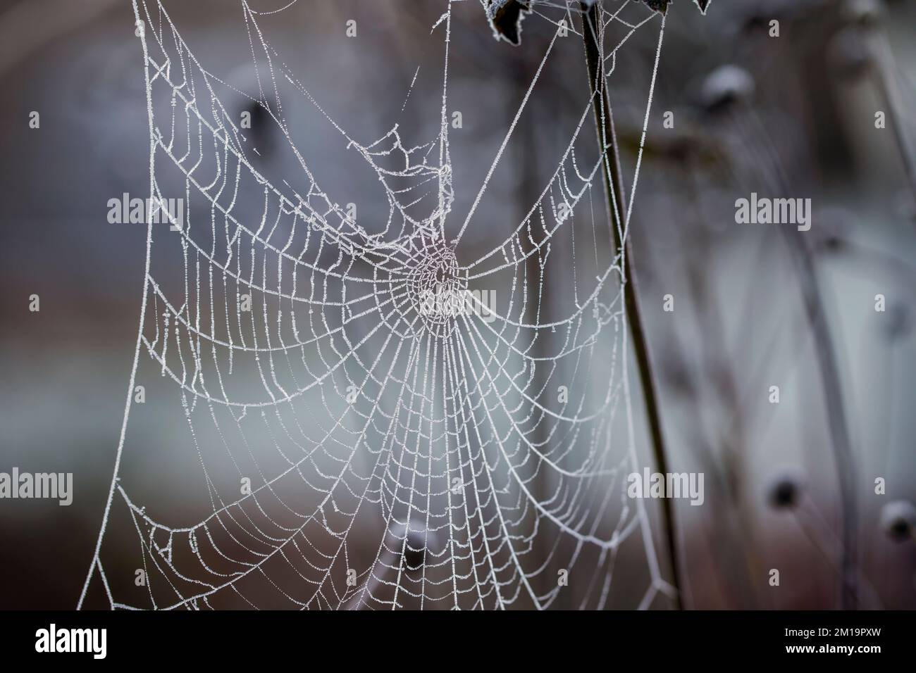 Ragnatela ghiacciata appesa alle piante in inverno Foto Stock
