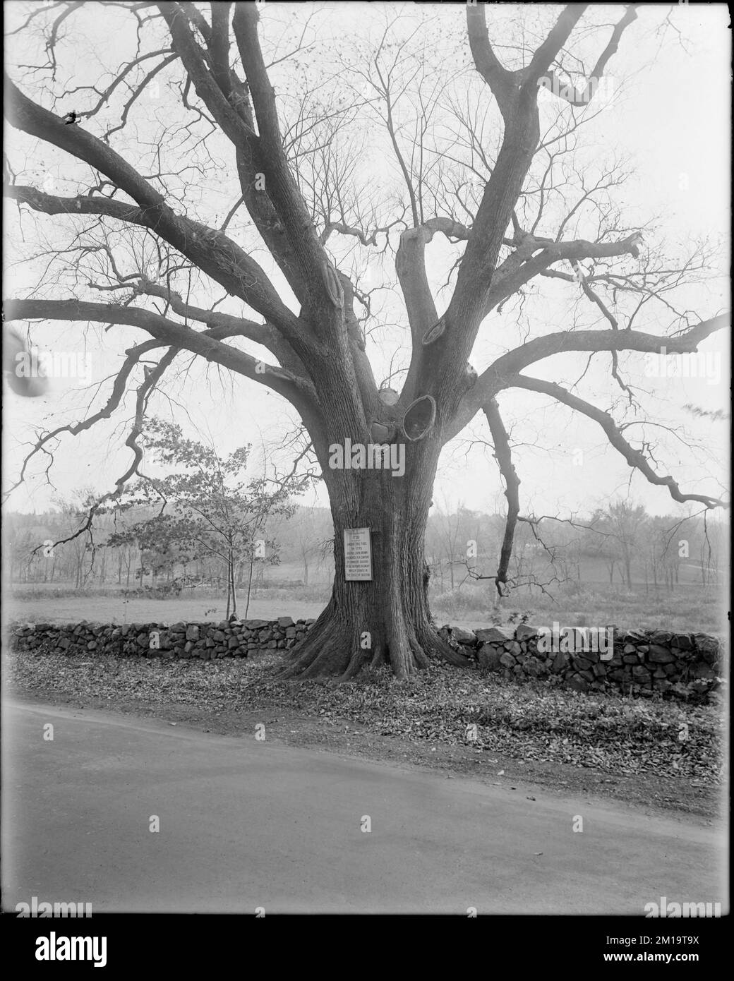 Albero trapiantato nel 1729, Cohasset, Mass. , Alberi. Collezione Leon Abdalian Foto Stock