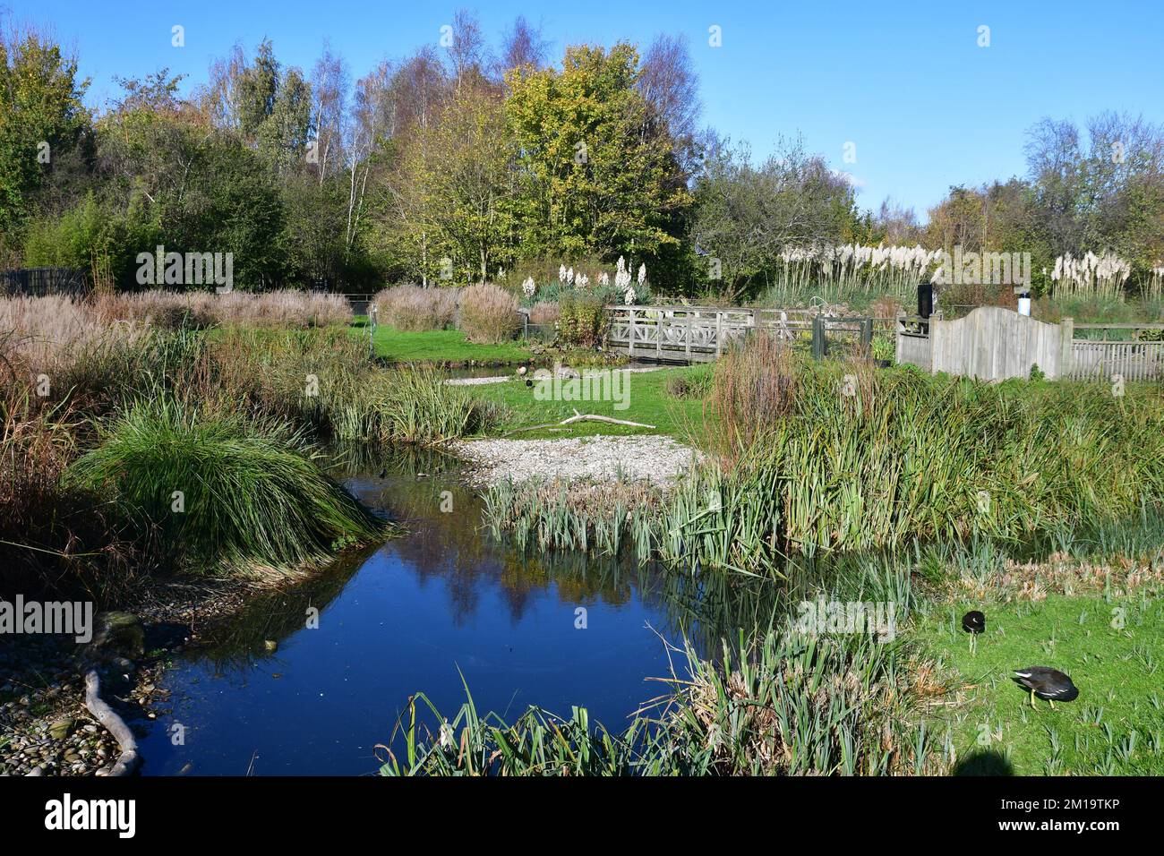 WWT London Wetland Centre, Londra, Regno Unito Foto Stock