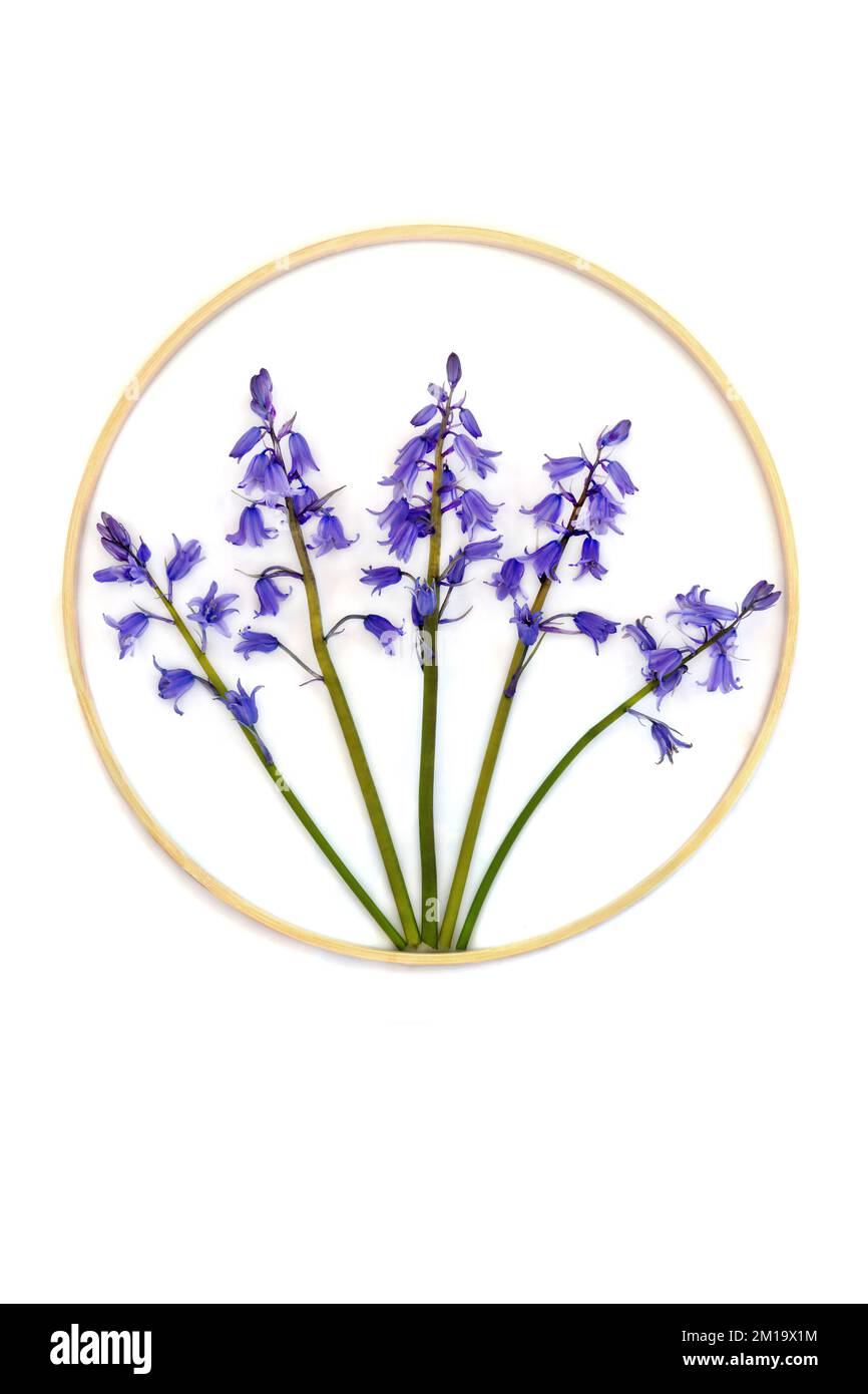 Bluebell wildflower astratto design simbolo con cornice di legno a forma rotonda wreath. Primavera natura fiore disposizione logo su sfondo bianco. Foto Stock