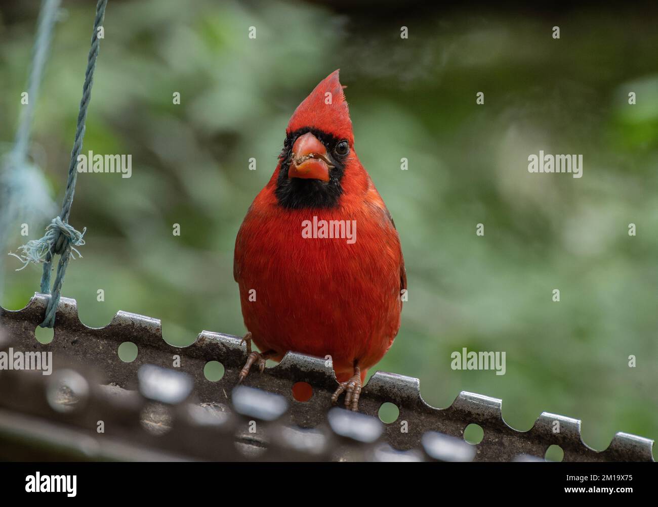 cardinale settentrionale maschile, Cardinalis cardinalis, che arriva al boschivo di uccelli, in inverno; Texas. Foto Stock