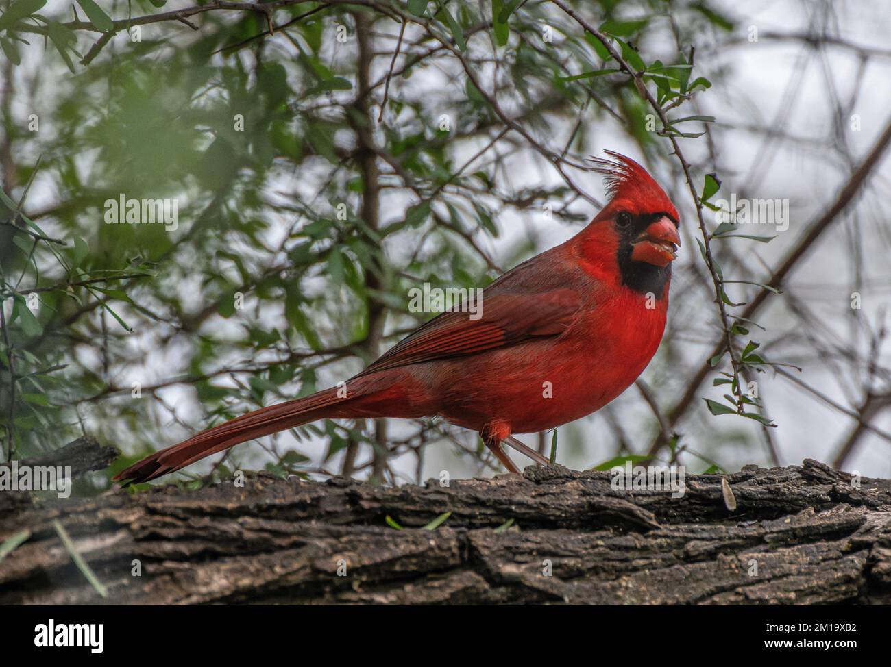 cardinale settentrionale maschile, Cardinalis cardinalis, che arriva al boschivo di uccelli, in inverno; Texas. Foto Stock