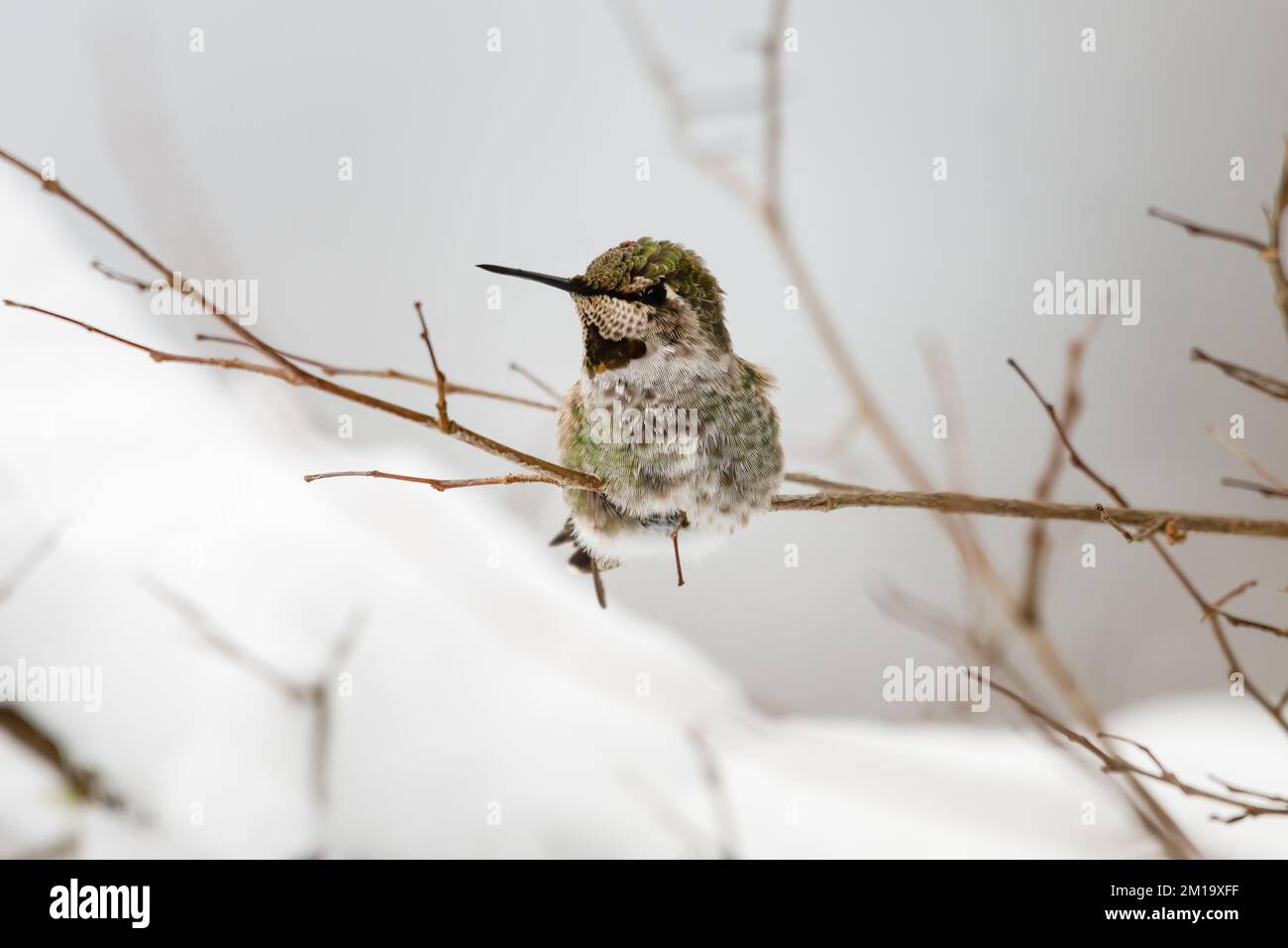Svernare Annas Hummingbird nello Stato occidentale di Washington seduto su un sottile ramo con neve sullo sfondo Foto Stock