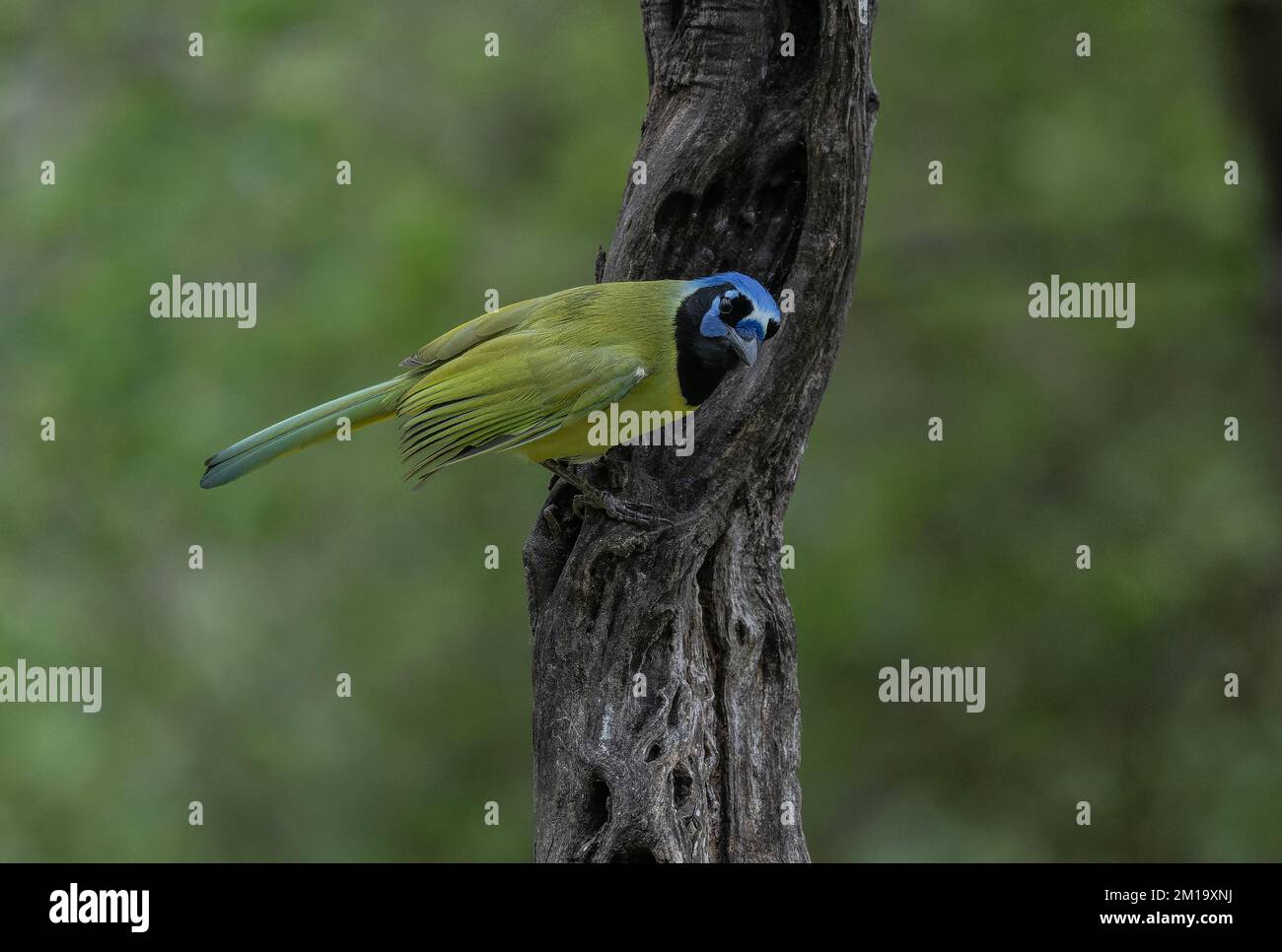 Jay verde, Cyanocorax luxuosus, arroccato nell'albero, in inverno. Texas. Foto Stock