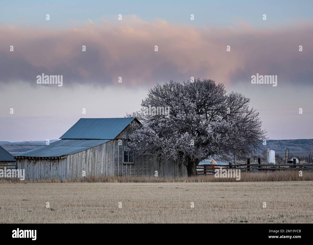 Bella primavera rosa fioritura Apricot albero da un vecchio rustico fienile di legno Foto Stock