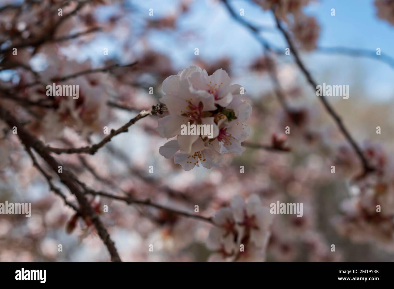 Un gruppo di graziosi fiori di albicocca rosa all'inizio della primavera Foto Stock