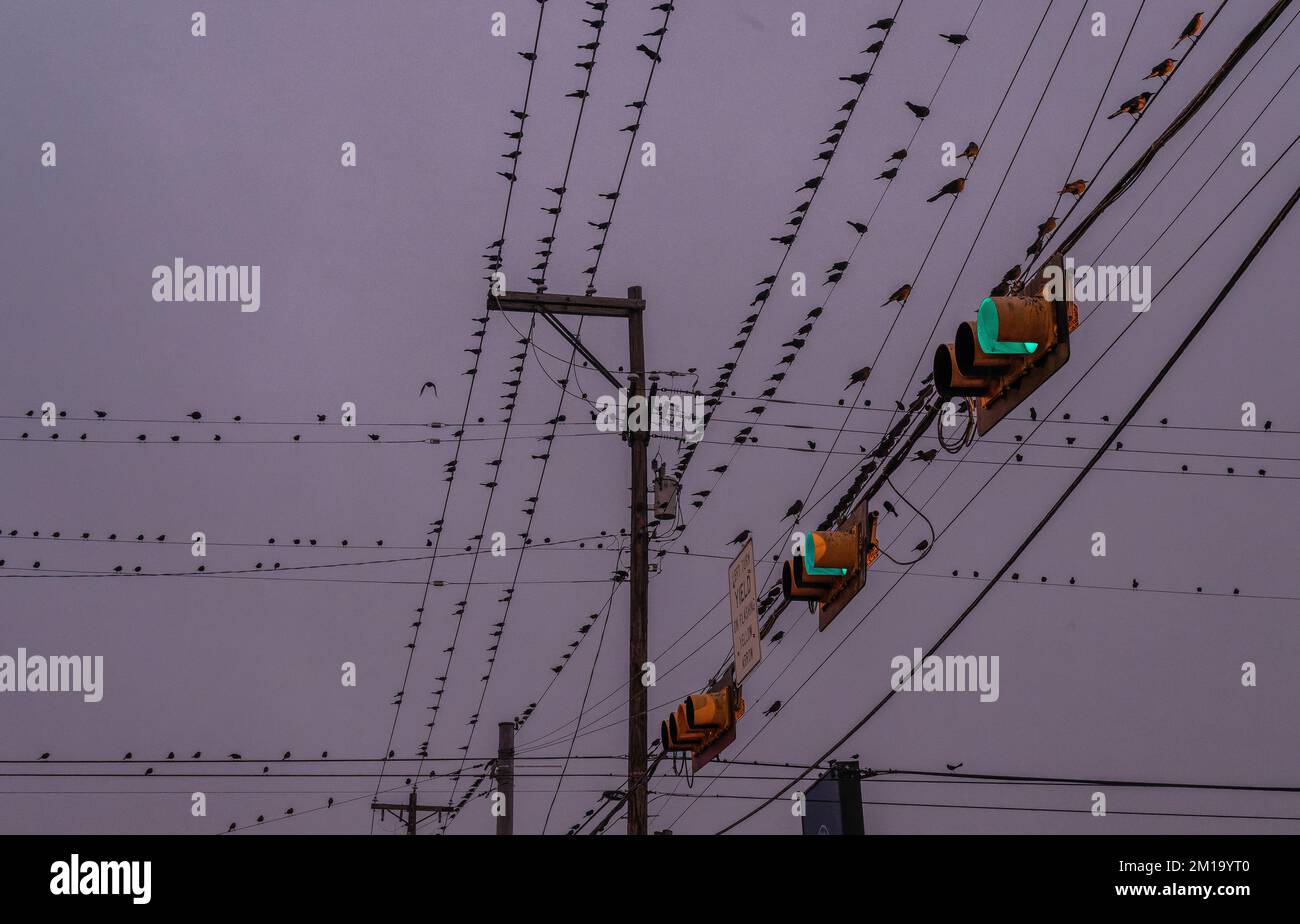 Grackle dalla coda grande, Quiscalus mexicanus ruggito al trafficato incrocio a McAllen, Texas al tramonto. Foto Stock