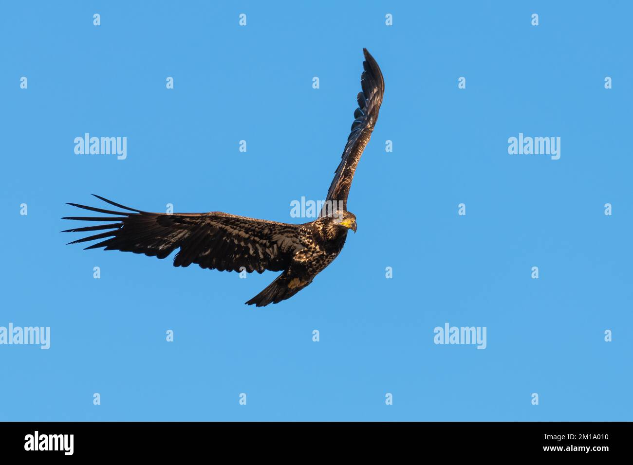 Aquila baldosa immatura che vola con ali sollevate in posizione verticale isolate contro il cielo azzurro Foto Stock