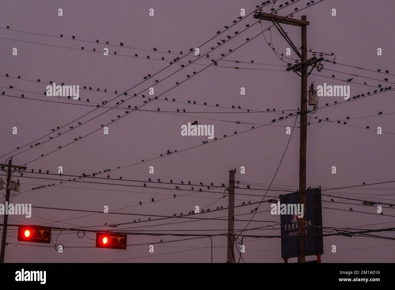 Grackle dalla coda grande, Quiscalus mexicanus ruggito al trafficato incrocio a McAllen, Texas al tramonto. Foto Stock