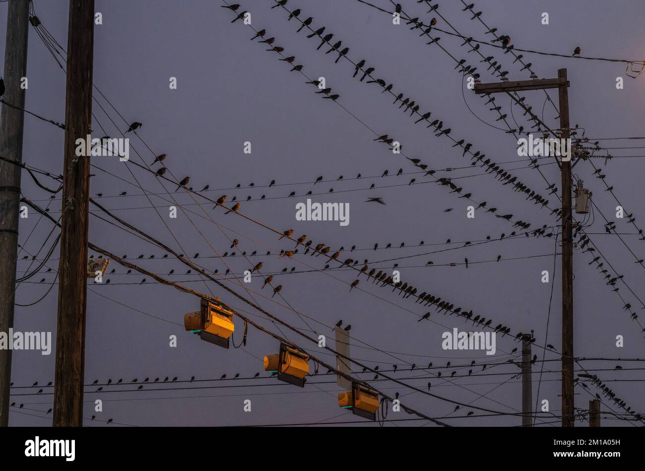 Grackle dalla coda grande, Quiscalus mexicanus ruggito al trafficato incrocio a McAllen, Texas al tramonto. Foto Stock