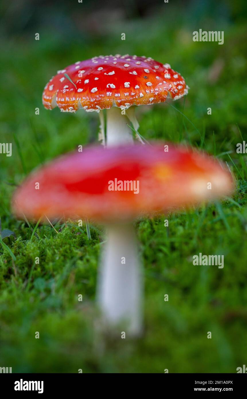 Amanita muscaria, comunemente noto come il mosca agarico o amanita mosca, cimitero di Rufford, Lancashire, Inghilterra. 2022 Foto Stock