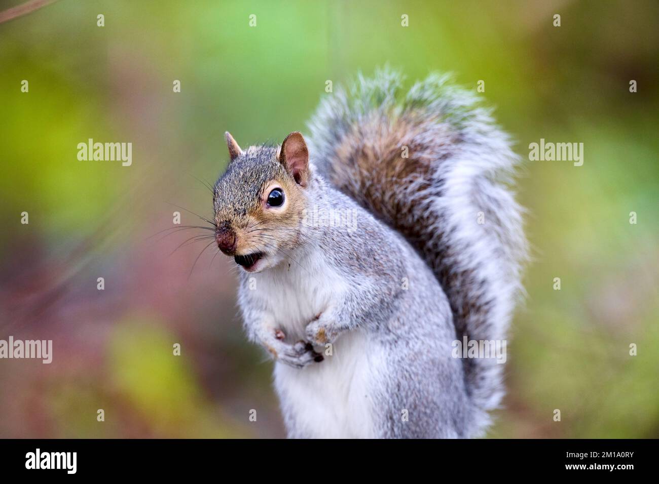 Cheeky grigio scoiattolo mangiare Foto Stock