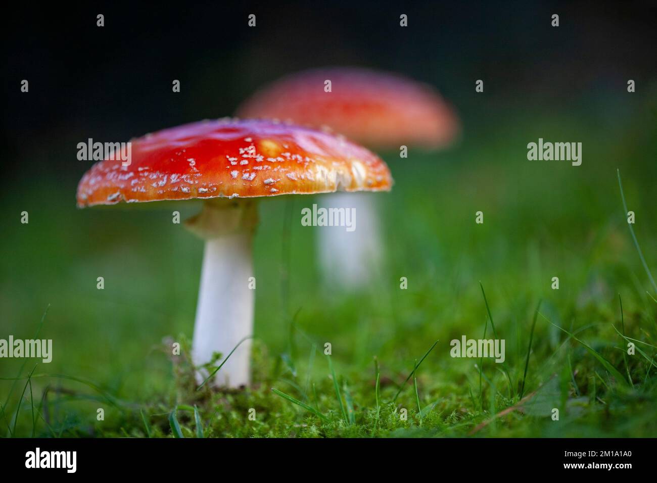 Amanita muscaria, comunemente noto come il mosca agarico o amanita mosca, cimitero di Rufford, Lancashire, Inghilterra. 2022 Foto Stock