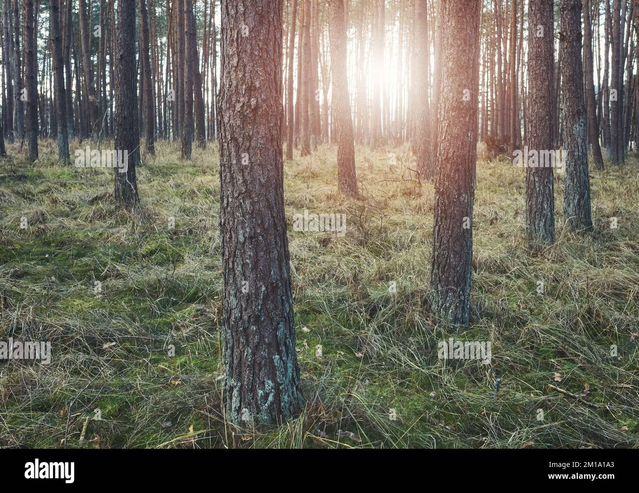 Immagine colorata di una foresta in inverno senza neve. Foto Stock