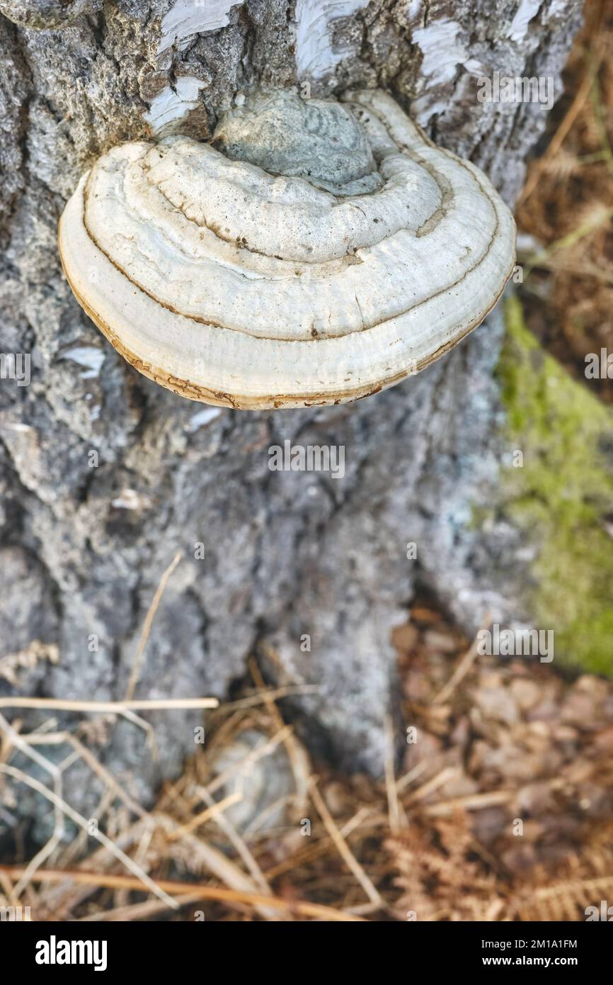 Primo piano immagine di poliporo crescere su un tronco di betulla, fuoco selettivo. Foto Stock