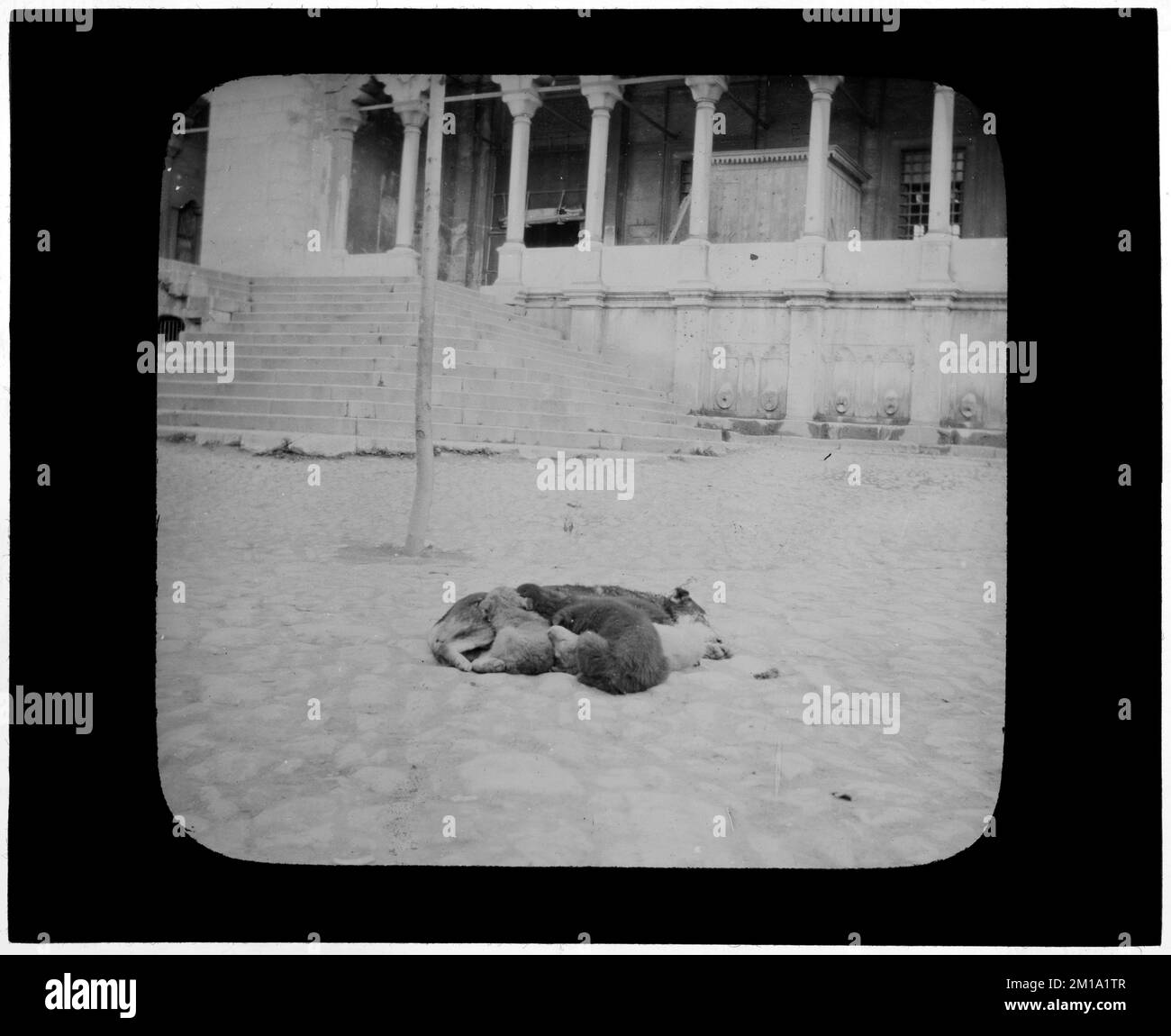 Turchia. Costantinopoli. Cani , cani. Collezione Nicholas Catsimpoolas Foto Stock