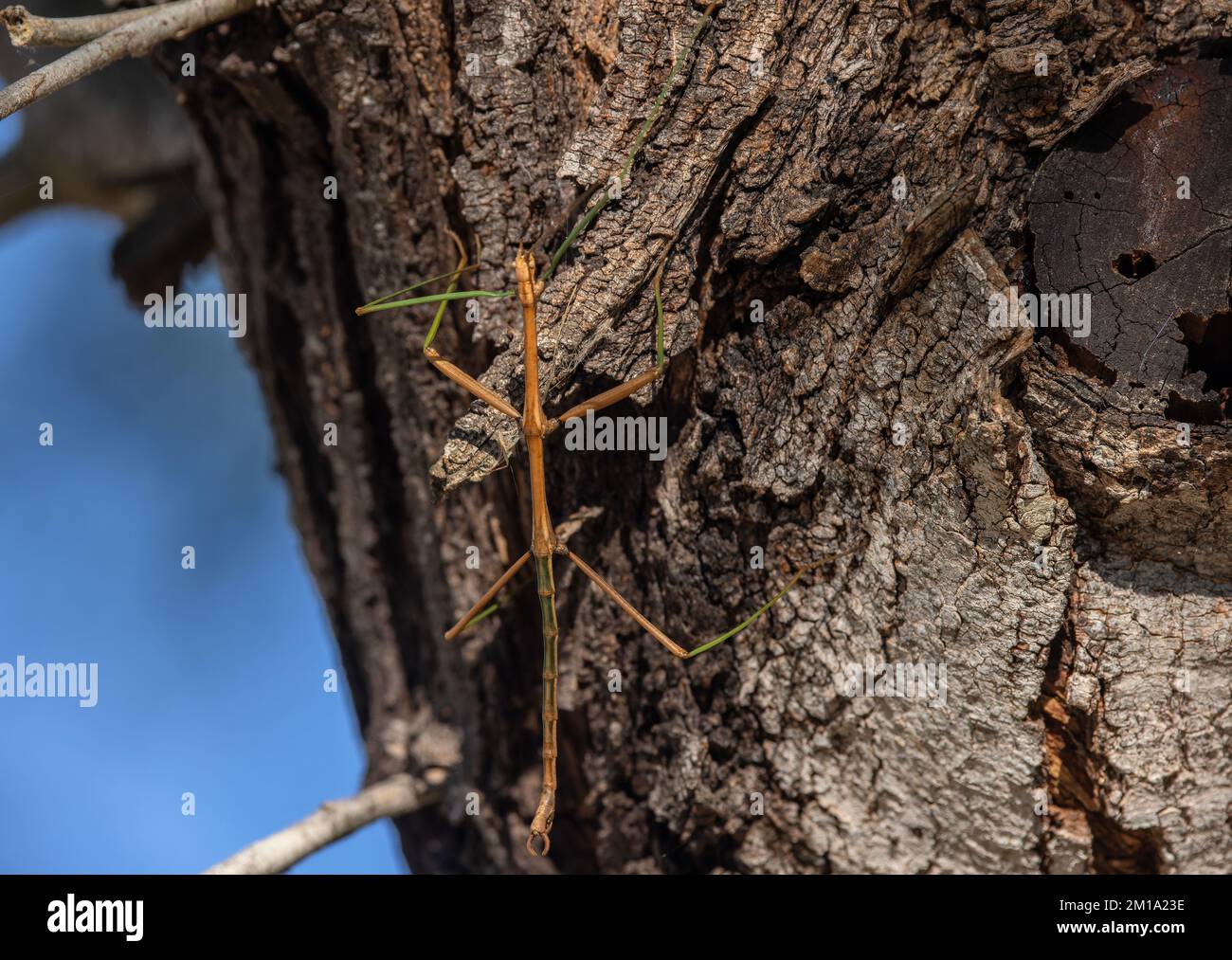 Walkingstick gigante, Megaphasma denticrus, femmina sul tronco, texas. Foto Stock