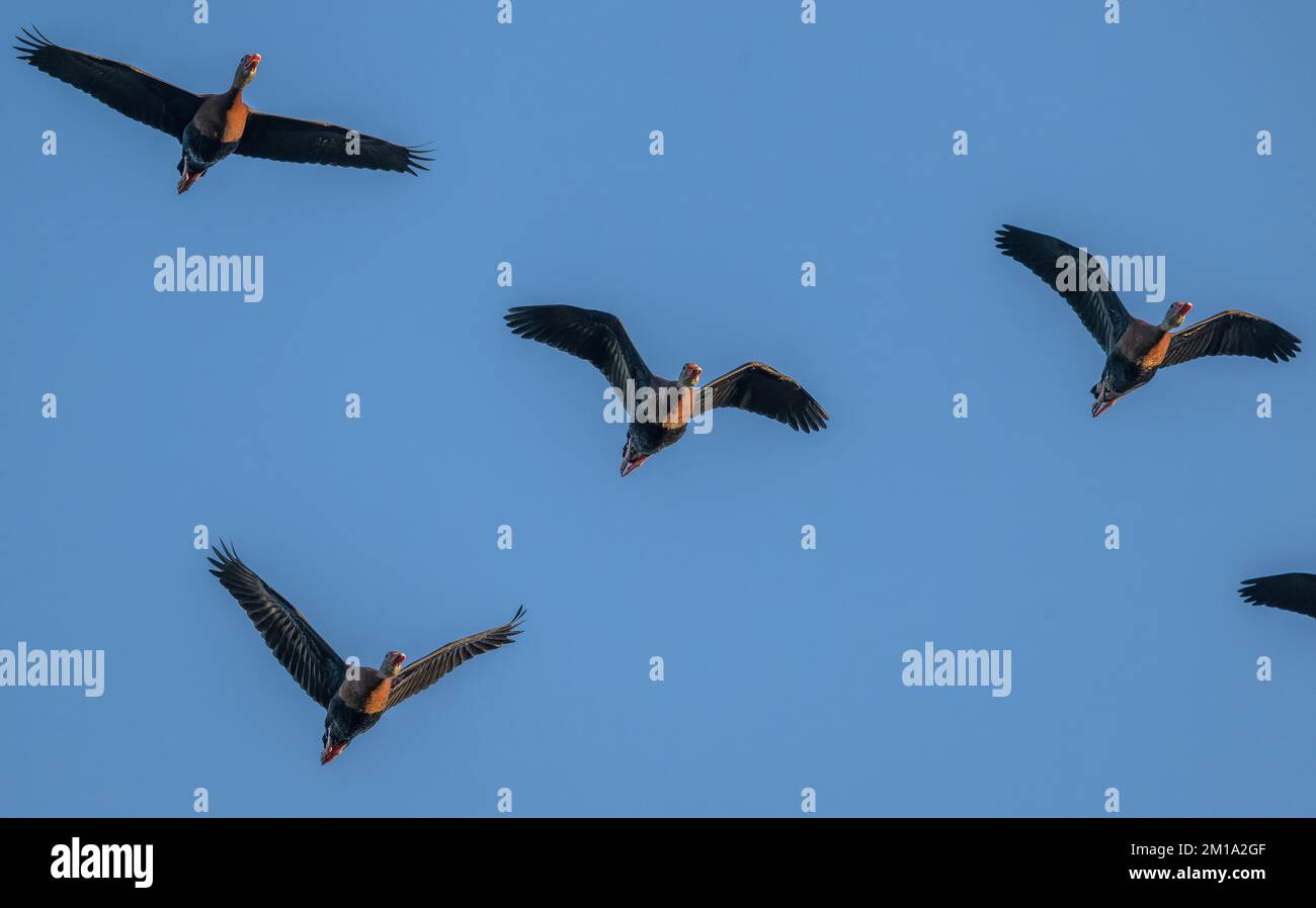 Gregge di anatre whistling-belly nere, Dendrocygna autumnalis, in volo prima di roosting, Texas. Foto Stock