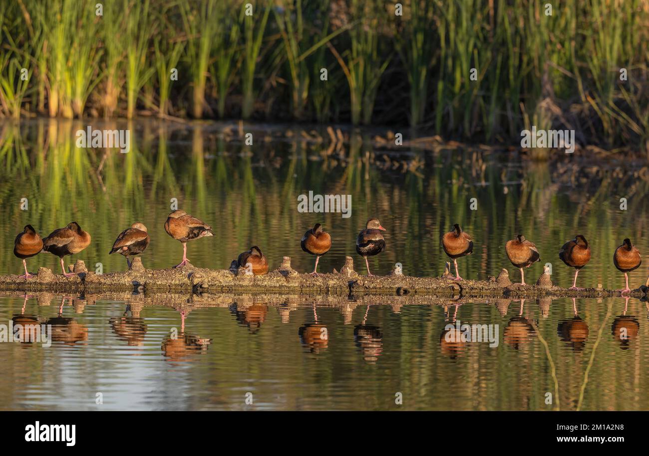 Linea di anatre fischianti, Dendrocygna autumnalis, sull'albero caduto nel lago al rostro. Texas. Foto Stock