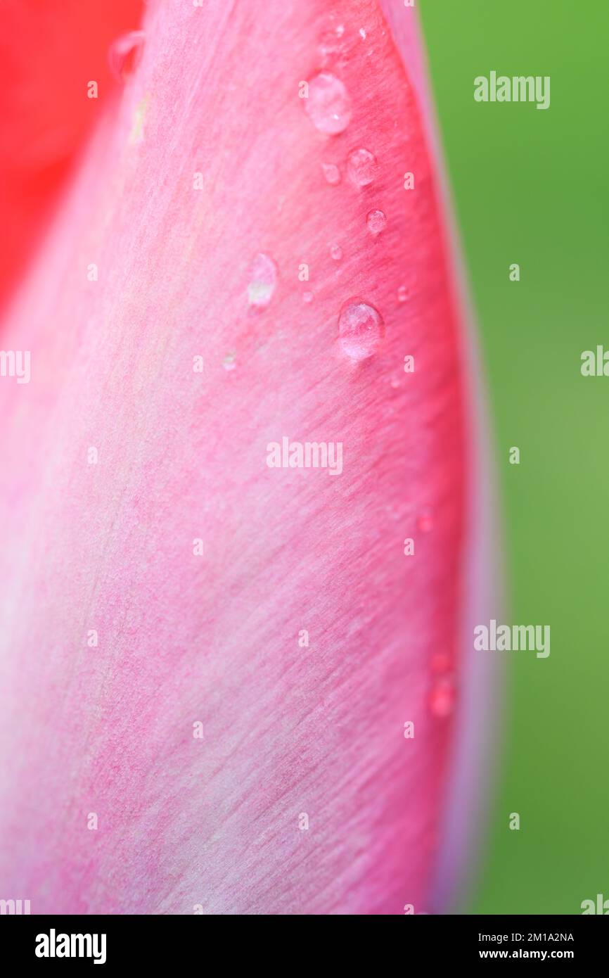 Macro vista di petalo di tulipano rosa su sfondo verde morbido con gocce d'acqua con una stretta banda di messa a fuoco Foto Stock