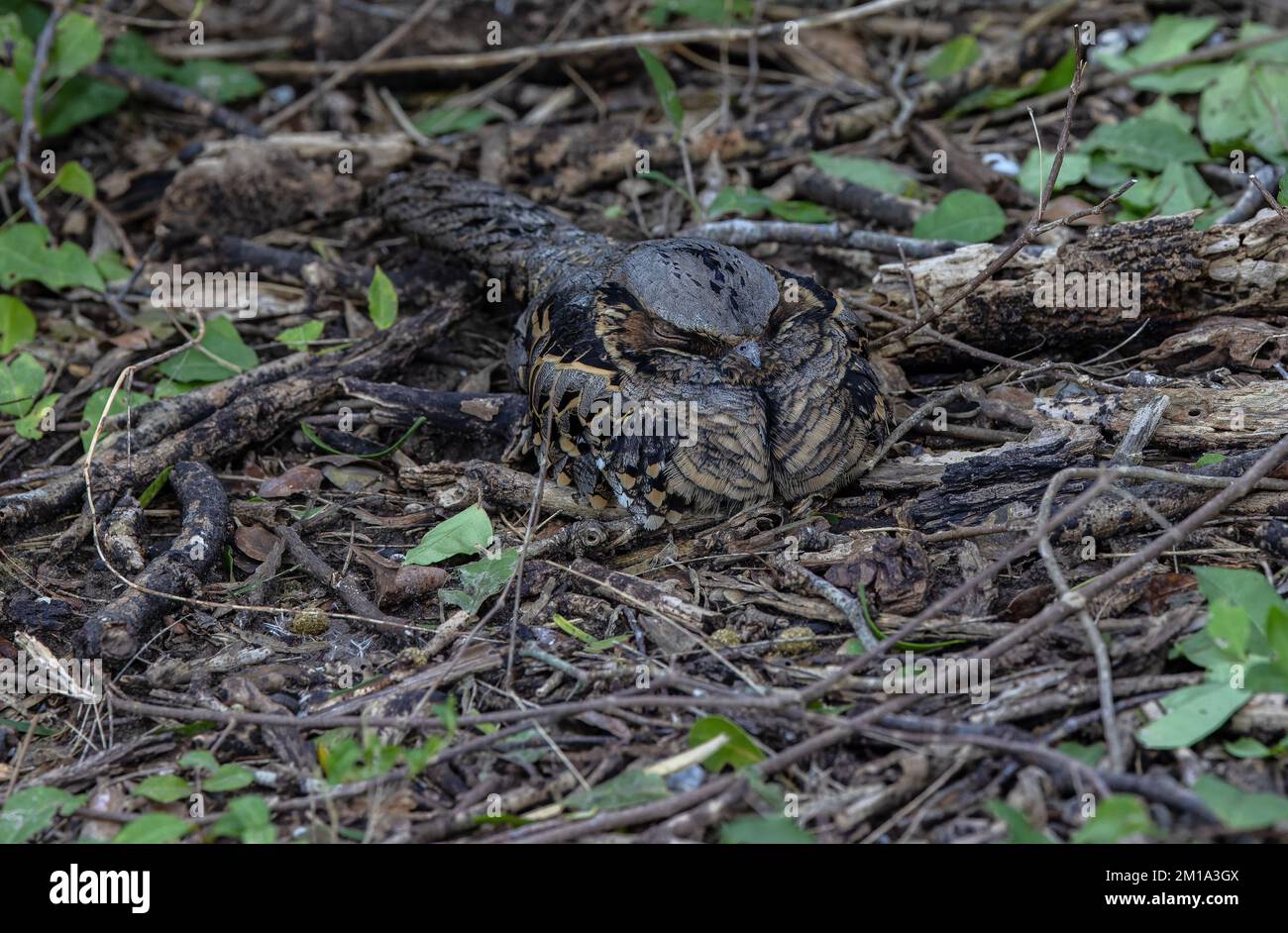 Pauraque comune, Nyctidromus albicollis riposo di giorno, splendidamente mimetizzazione. Texas. Inverno. Foto Stock