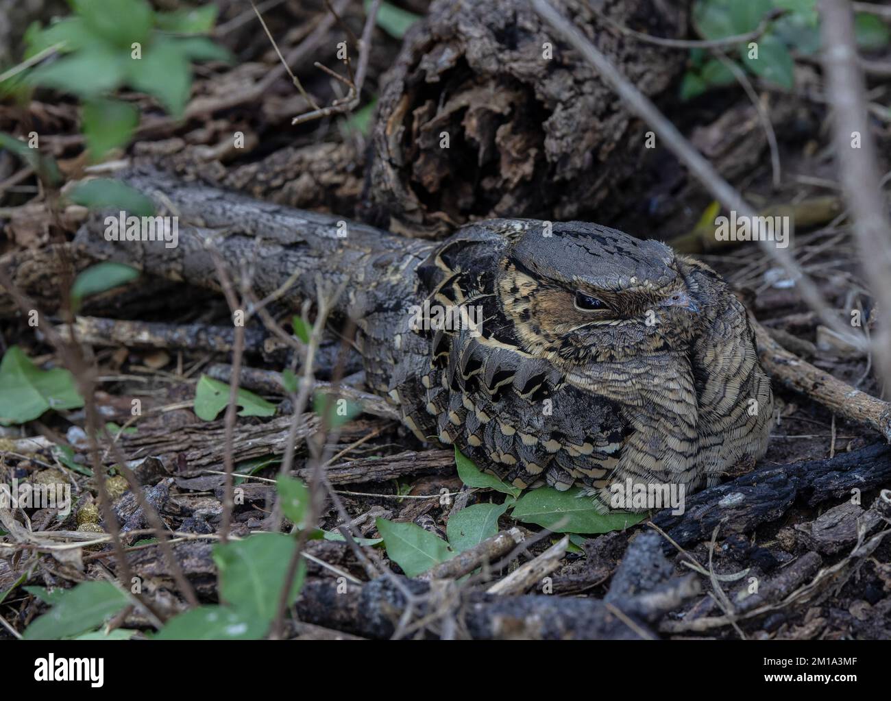 Pauraque comune, Nyctidromus albicollis riposo di giorno, splendidamente mimetizzazione. Texas. Inverno. Foto Stock