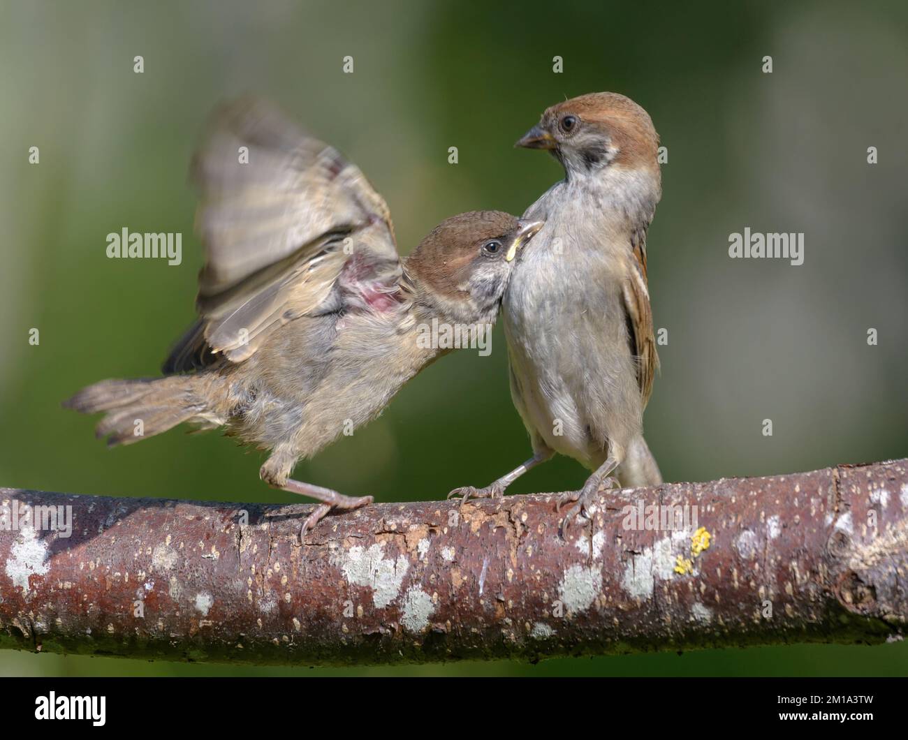Young Tree Sparrows (Passer montanus) giocare in gioco di lotta sul ramo con ali sollevate Foto Stock