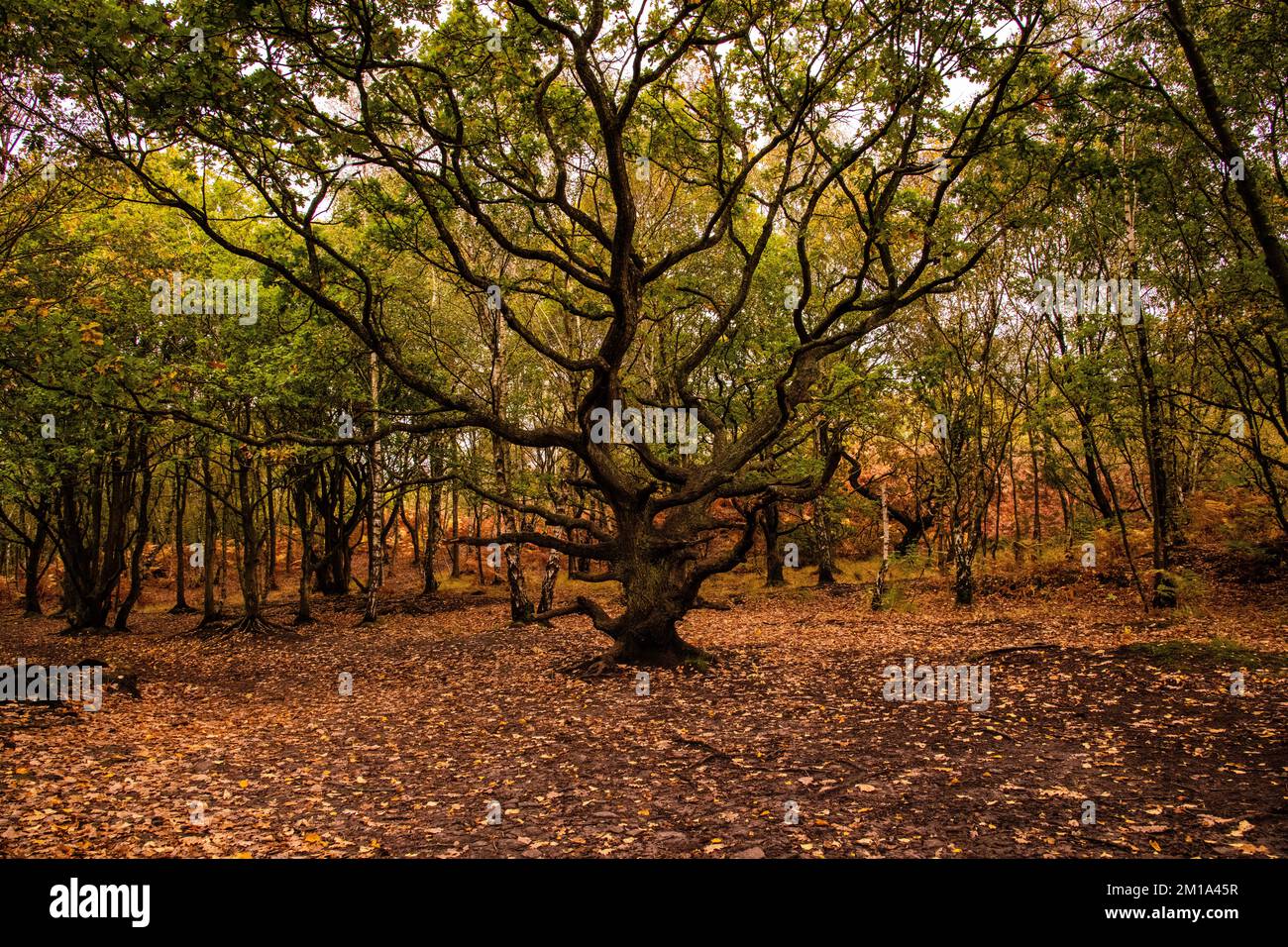 Royden Park in autunno Foto Stock