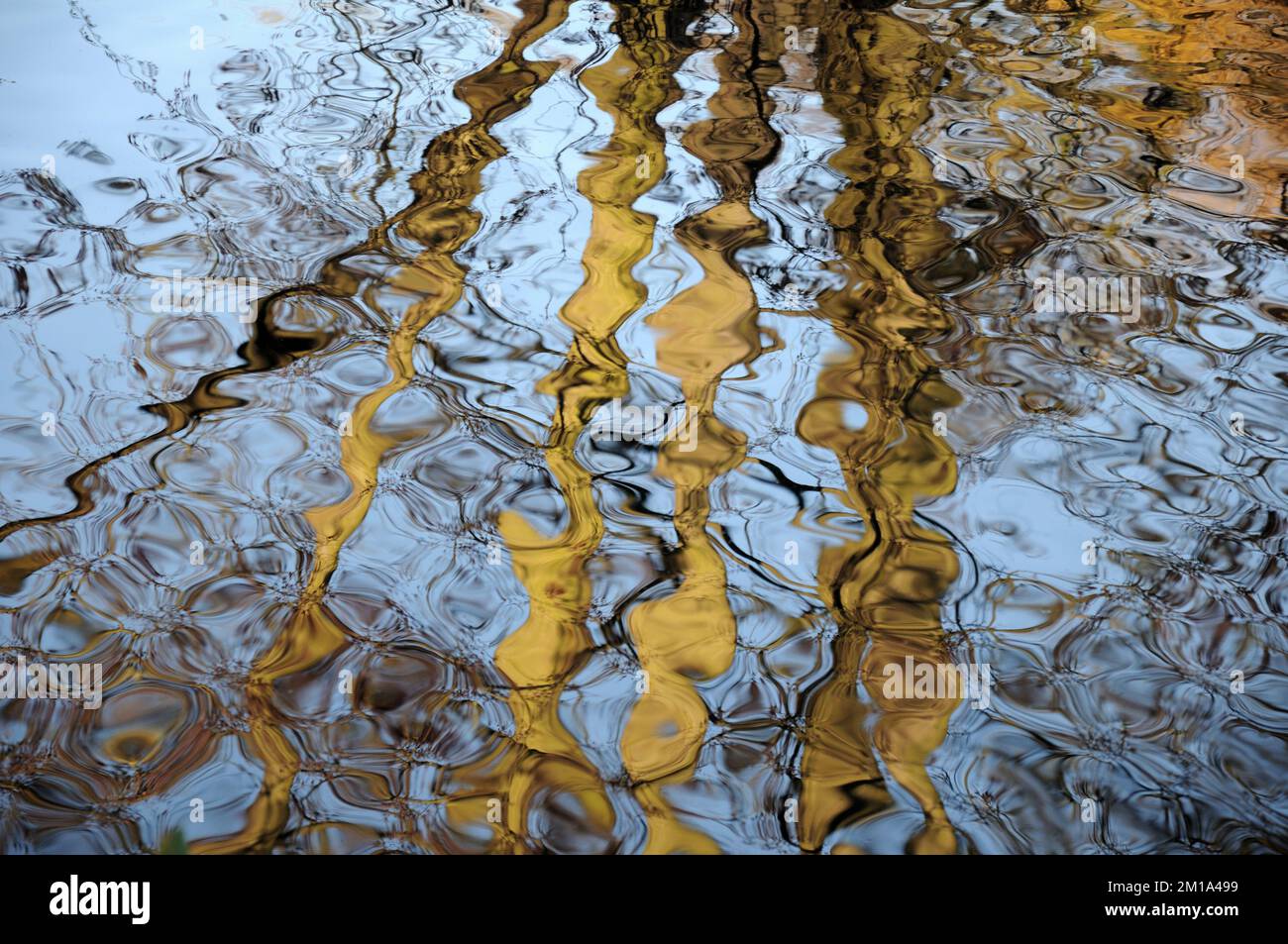 Tronchi d'albero riflessi nell'acqua Foto Stock