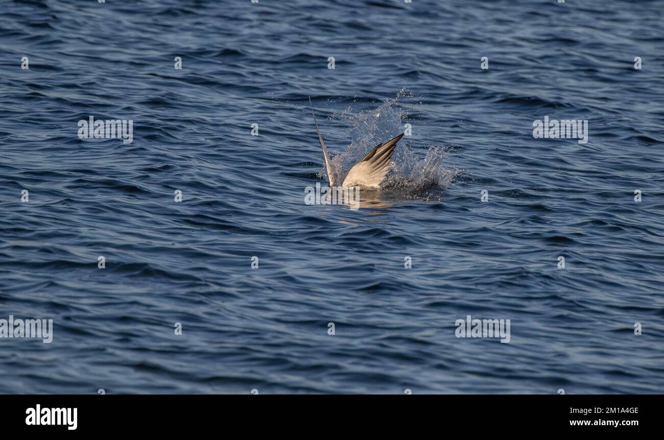 Terna Caspia, Hydroprogne caspia, in volo, tuffandosi nella laguna poco profonda. Foto Stock