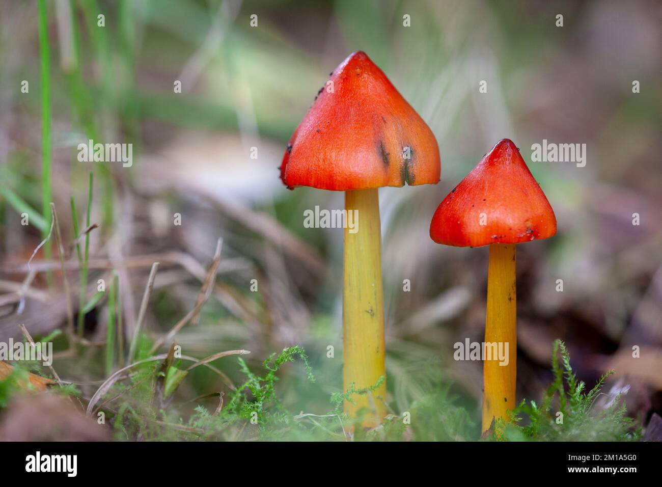 Cappellino nero, fungo, Hygrocybe conica Lancashire, Inghilterra. 2022 Foto Stock