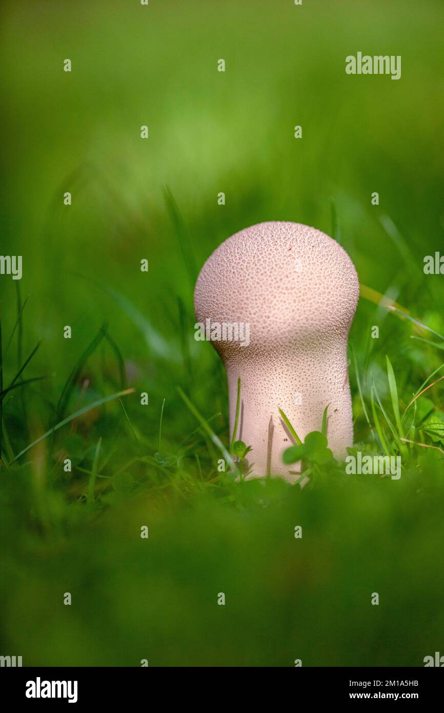 Lycooperdon esculiforme funghi, comunemente noto come Pestle puffball fungo, Lancashire, Inghilterra. 2022 Foto Stock