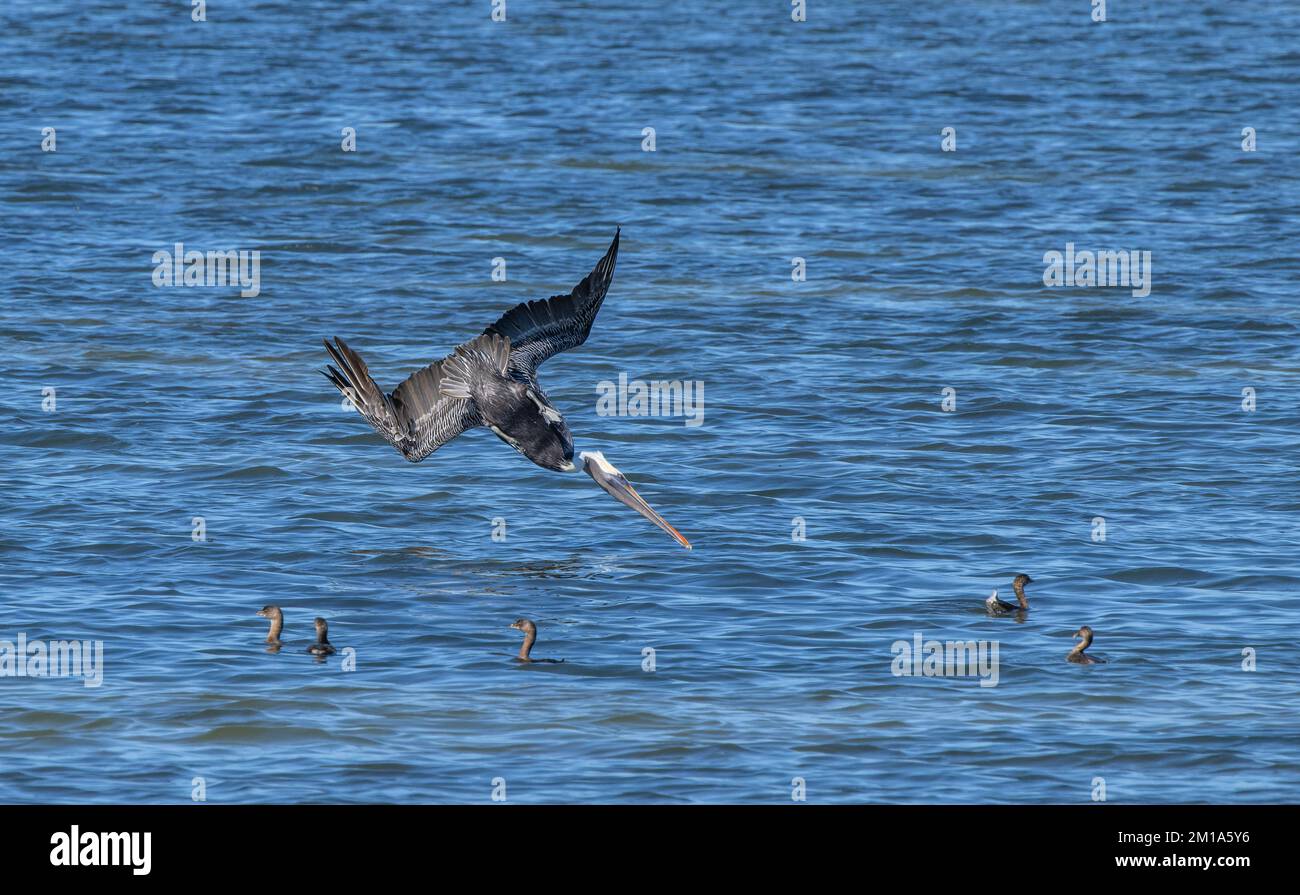 Pellicano bruno, Pelecanus occidentalis, immersioni per il pesce in una laguna salina poco profonda, tra le verdure pied-billed. Foto Stock