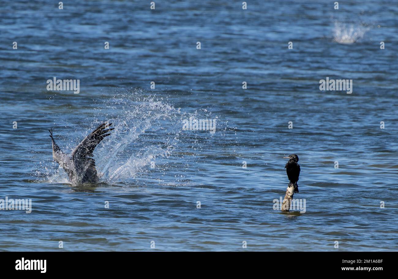Pellicano bruno, Pelecanus occidentalis, immersioni per pesci in una laguna salina poco profonda, approdo vicino al Cormorano Neotropico. Texas. Foto Stock