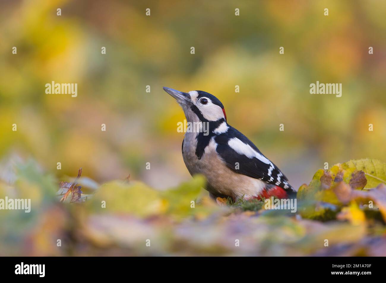 Grande picchio macchiato Dendrocopos Major, maschio adulto in piedi sul terreno boschivo tra le foglie autunnali, Suffolk, Inghilterra, novembre Foto Stock