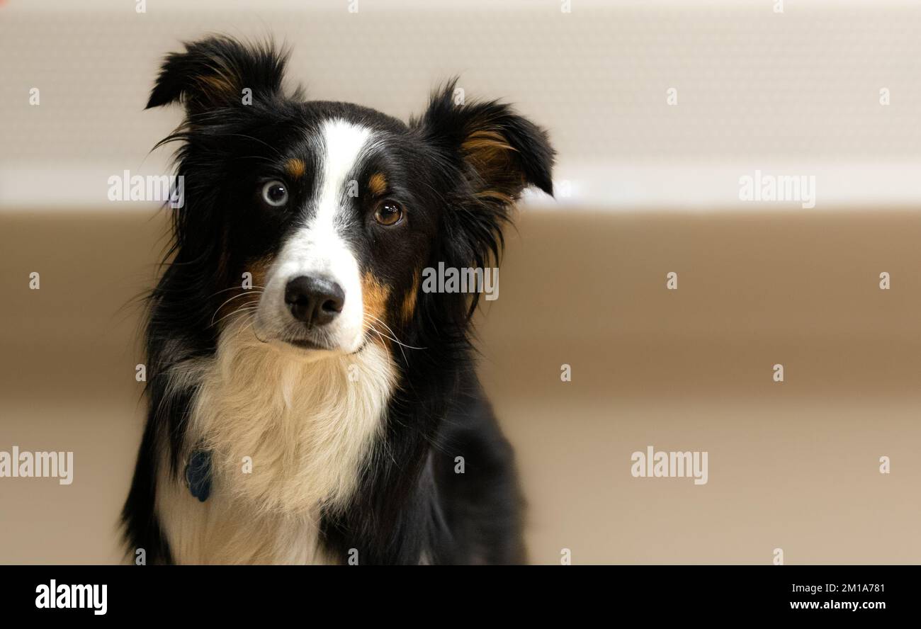 Ritratto di un pastore australiano inclinando la testa e fissando la telecamera con occhi di colori diversi. Foto Stock