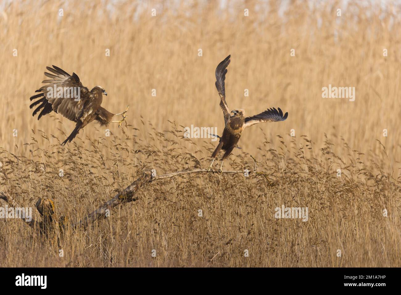Marsh harrier Circus aeruginosus, 2 femmine adulte, 1 che volano per spostare l'altro in piedi sul ramo a letto reedbed, Toledo, Spagna, novembre Foto Stock