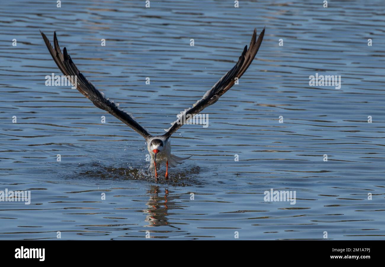 Black Skimmer, Rynchops niger, in volo sulla zona di alimentazione - una baia poco profonda riparata a Laguna Madre, Texas. Foto Stock