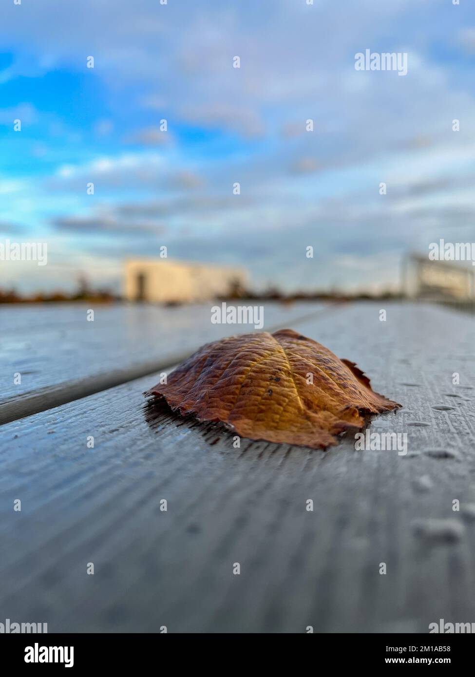 Foglia in cima ad un tavolo da giardino numero uno giorno di autunno Foto Stock