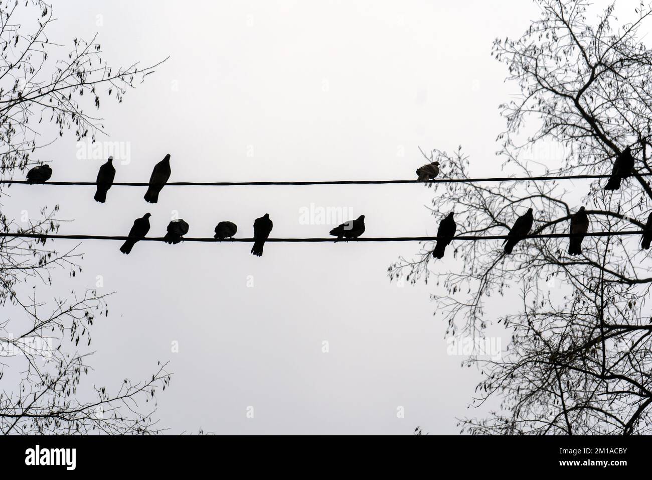 Un gregge di piccioni seduti su un cavo di alimentazione in inverno durante la nebbia. Uccelli su un filo come note su una stave Foto Stock