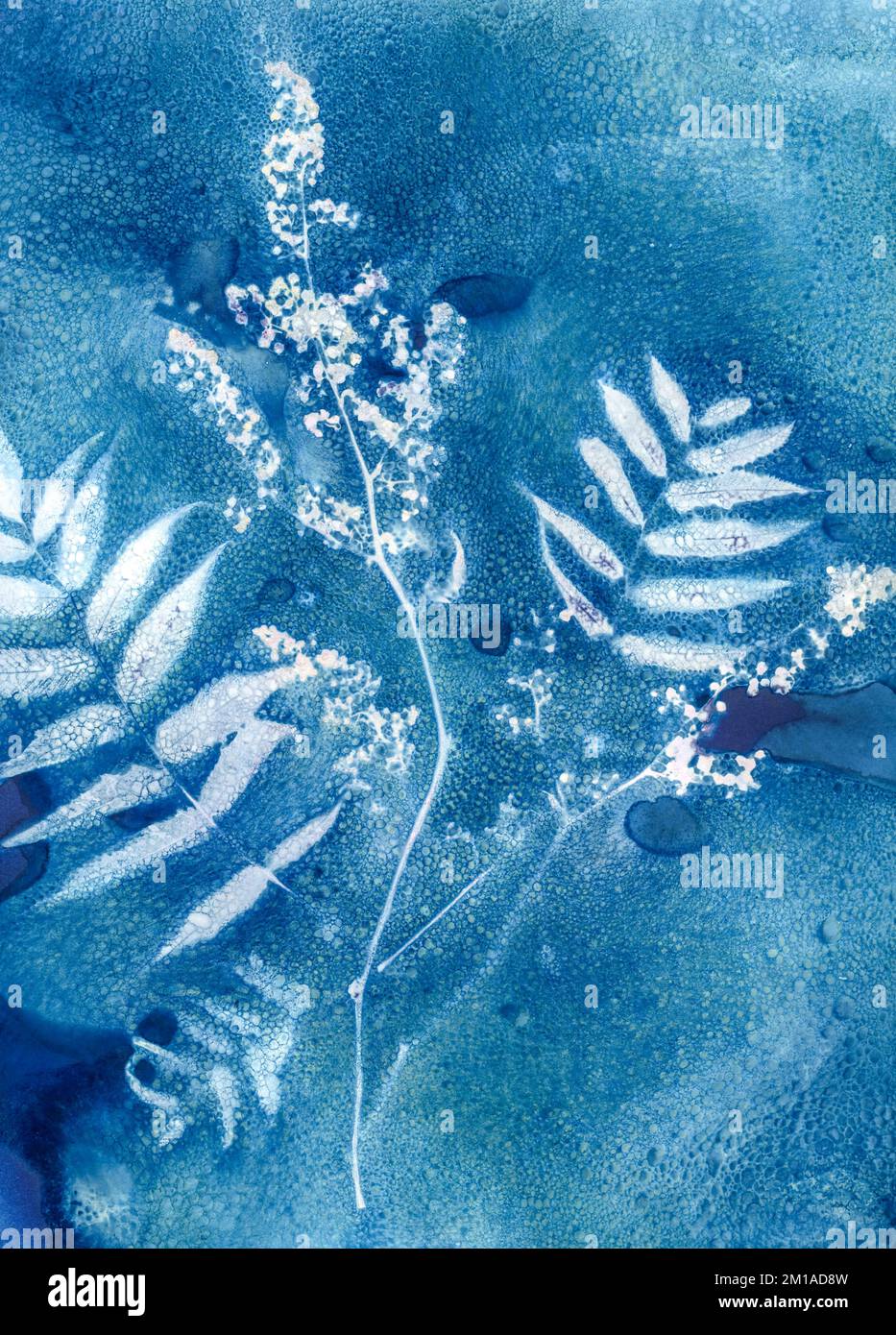 Bridal Veil Astilbe, fiore di cianotipo su sfondo blu prussiano, processo fotografico alternativo. Foto Stock