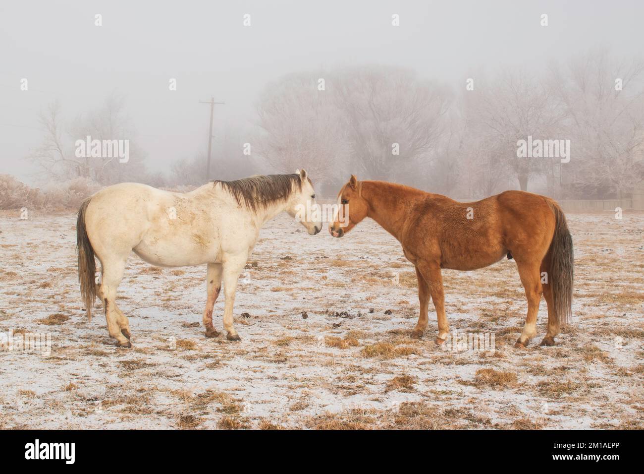 Due cavalli in piedi insieme in un pascolo nevoso su una Frosty Foggy inverno mattina Foto Stock
