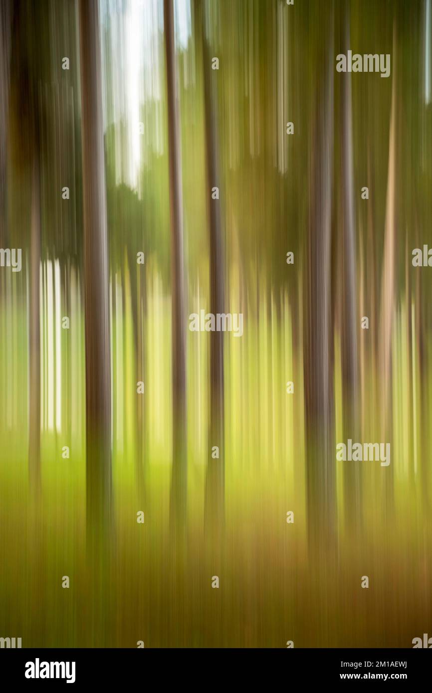 Paesaggio a lunga esposizione scenario di una foresta con effetto di movimento intenzionale della fotocamera Foto Stock