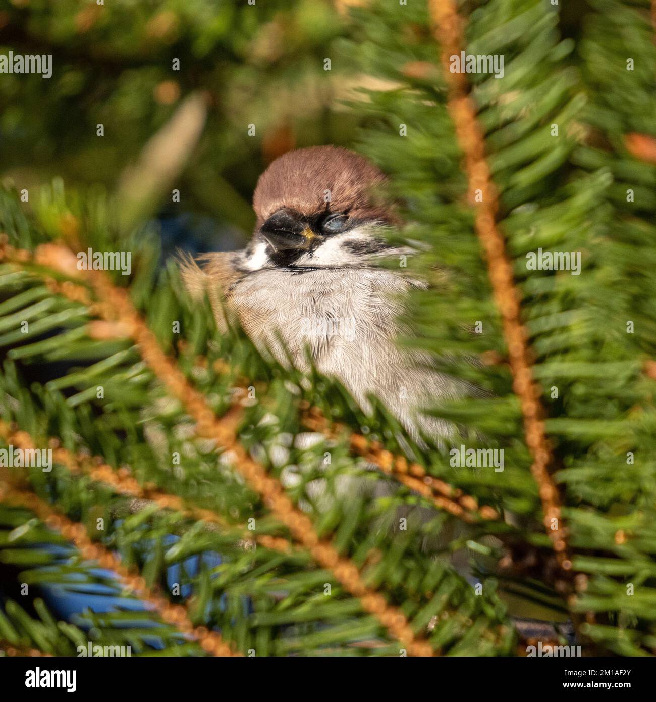 Passero albero (Passer montanus) con piume fluffed in su in una giornata fredda di inverno che si riscalda sotto il sole con i relativi occhi chiusi, fauna selvatica britannica Foto Stock