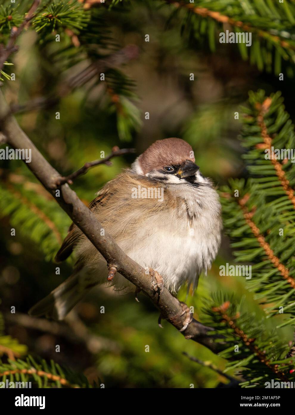 Passero albero (Passer montanus) con piume fluffed in su in una giornata fredda di inverno che si riscalda sotto il sole, fauna selvatica britannica Foto Stock