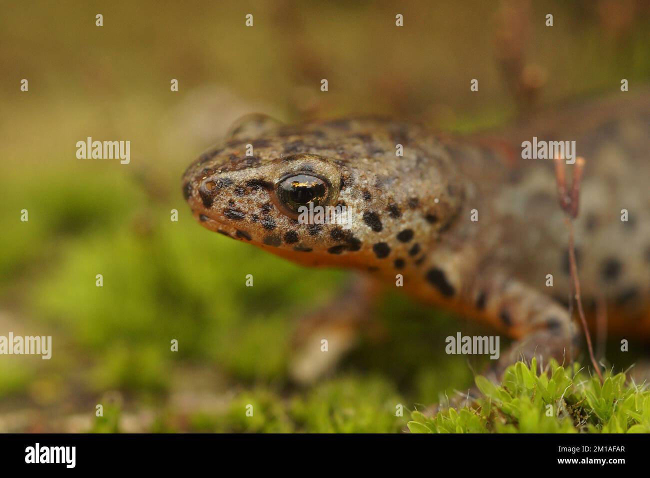 Un primo piano di un novellino greco alpino su un terreno Foto Stock