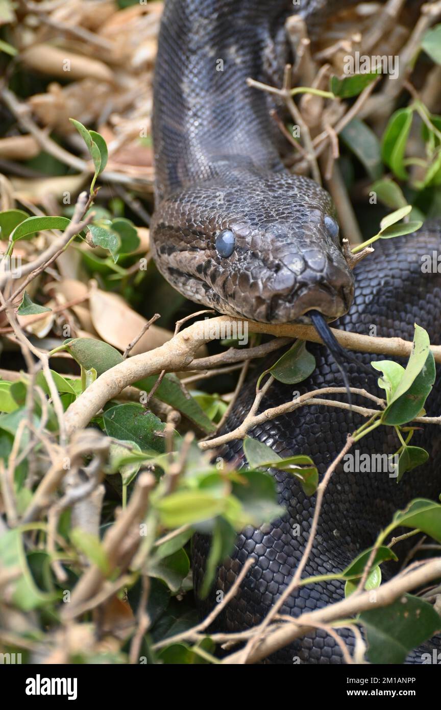 Primo piano di un pitone roccioso sudafricano presso la Kalimba Reptile Farm, Lusaka, Zambia Foto Stock