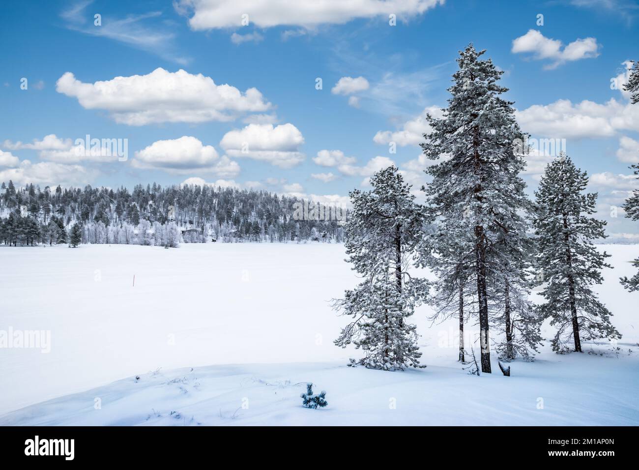Paesaggio innevato con alberi alti sul lago ghiacciato di Inari, Finlandia, Lapponia. Foto Stock
